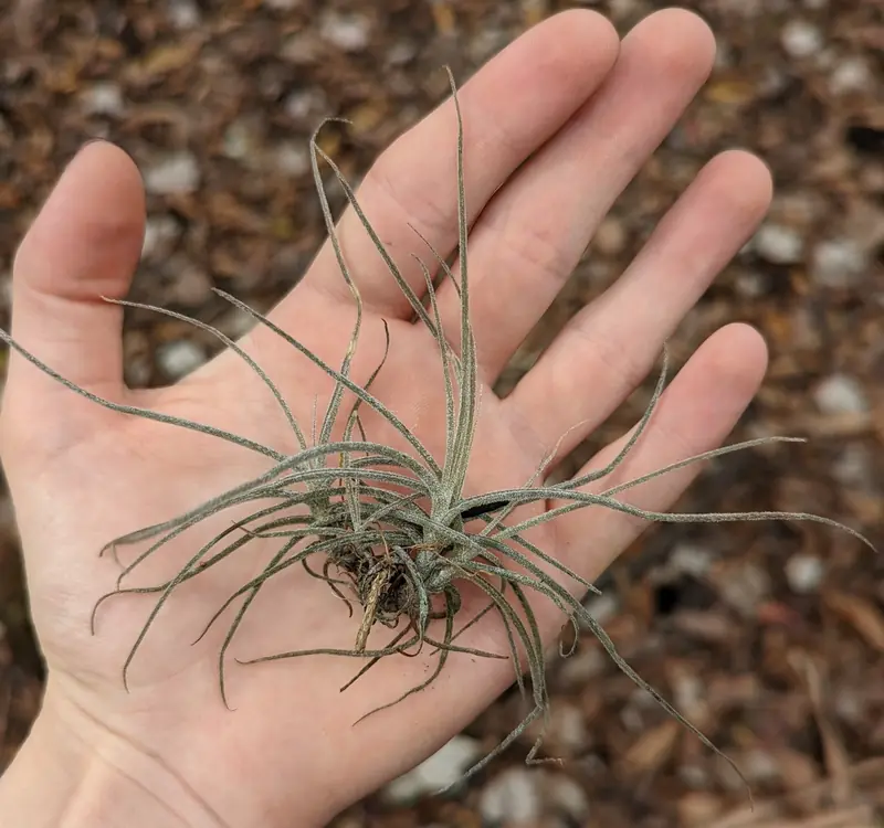 Close-up of a clump of ball moss removed from an oak branch