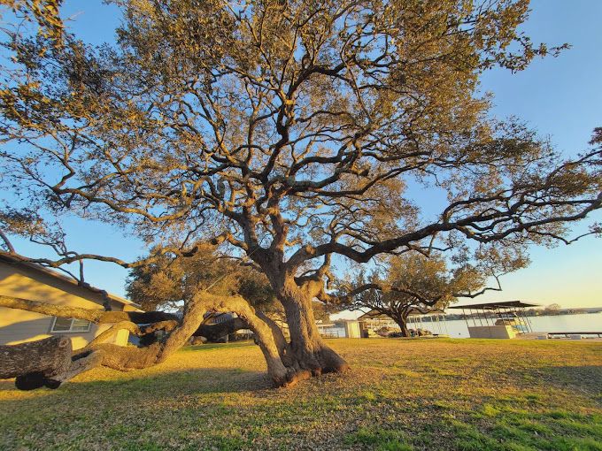 Live oak after crown cleaning by our crew