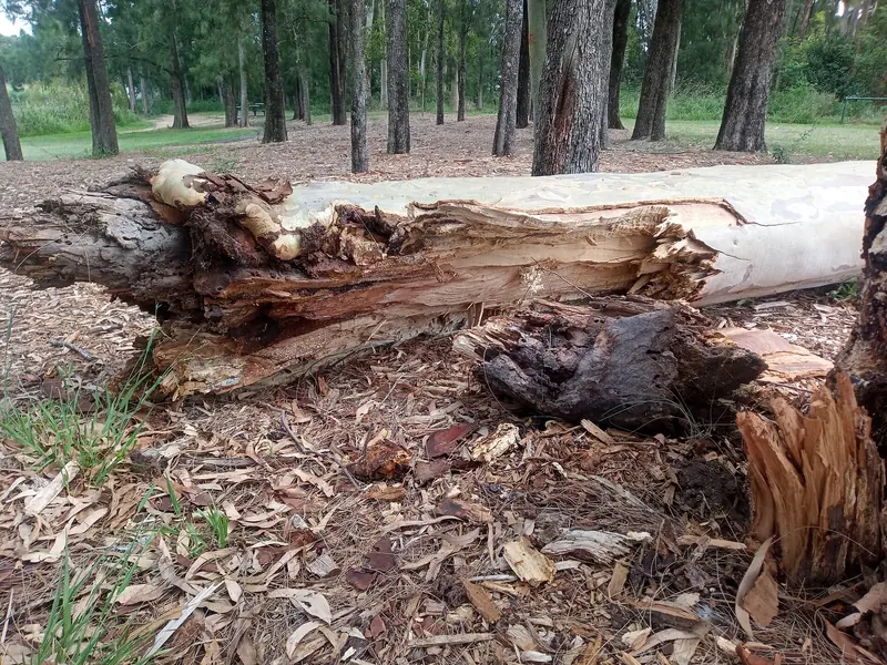 Fallen tree trunk and debris after a storm