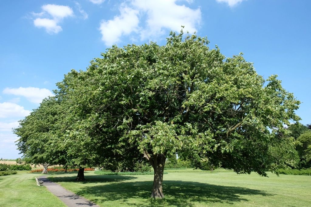 Healthy, open shade tree canopy