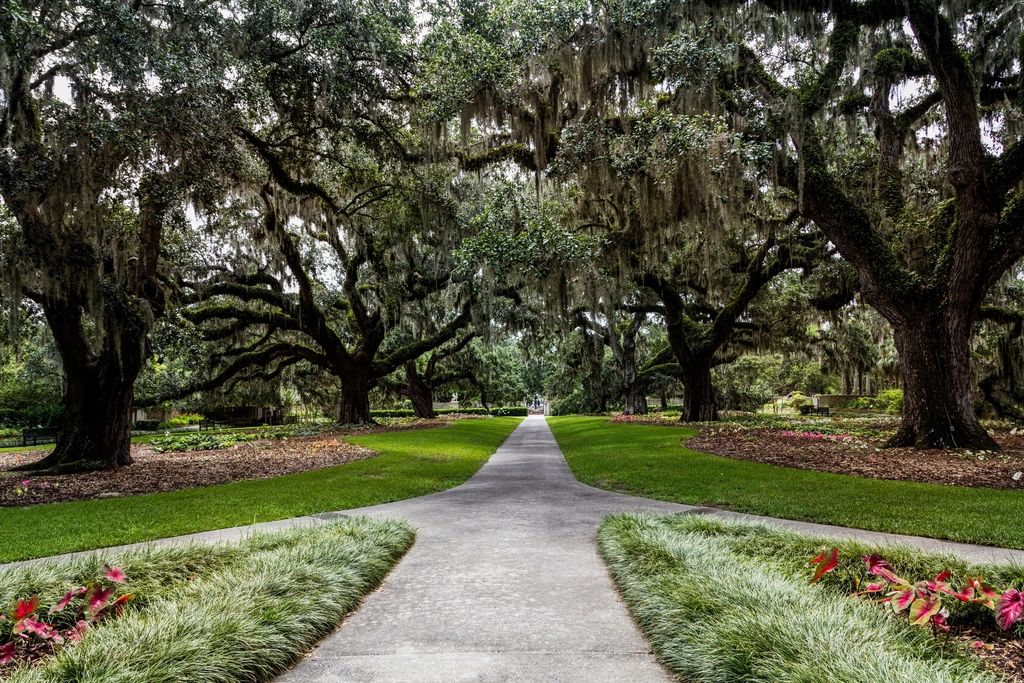 Mature live oak trees with wide, healthy canopies