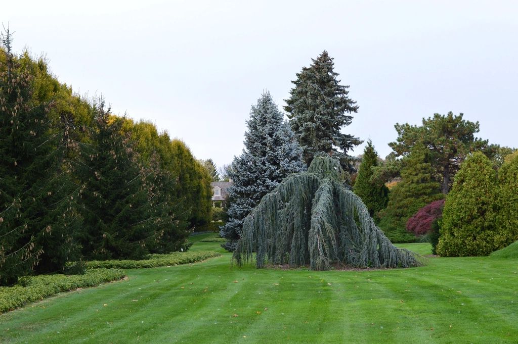 A healthy, manicured lawn