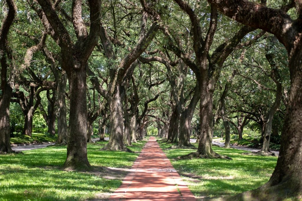 Locally owned tree care, <em class='serif-italic'>rooted</em> in San Antonio