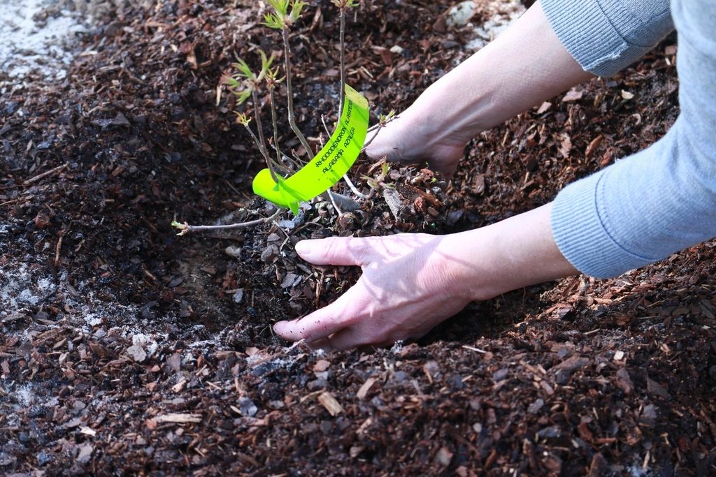 Planting in a new mulch bed