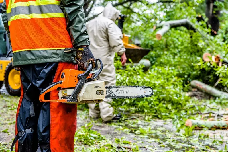 Crew clearing cut branches and debris after tree work