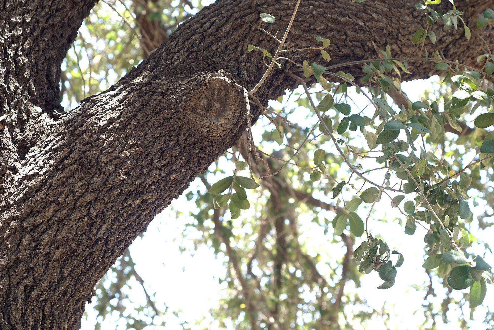 Tree care <em class='serif-italic'>questions</em>, answered