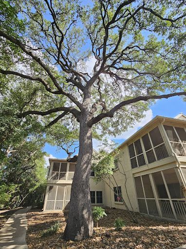 Tree trimming at a San Antonio home